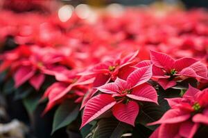 Vibrant red poinsettias on display at a holiday market photo