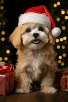 A dog wearing a Santa hat sitting next to a wrapped present photo