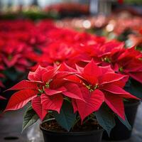 Vibrant red poinsettias on display at a holiday market photo