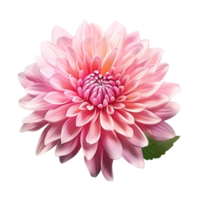 delicato rosa crisantemo fiore mini cuffie e le foglie isolato png