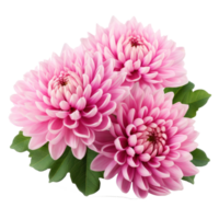 delicate pink chrysanthemum flower buds and leaves isolated png