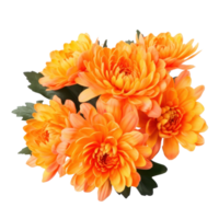 delicate orange chrysanthemum flowers, buds and leaves isolated over white background without shadow png