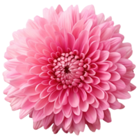 delicate pink chrysanthemum flower buds and leaves isolated png