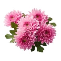 delicate pink chrysanthemum flower buds and leaves isolated png