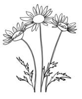 Chamomile flower graphic art black white isolated illustration vector