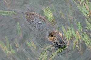 Otter in the Onyar river in the center of the city of Girona. photo