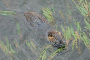 nutria en el onyar río en el centrar de el ciudad de gerona. foto