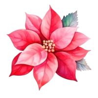 watercolor poinsettia flower isolated png