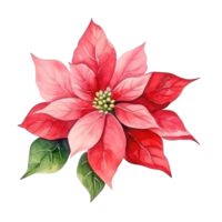 aquarelle poinsettia fleur isolé png