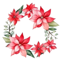 watercolor poinsettia flower isolated png