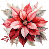 watercolor poinsettia flower isolated png