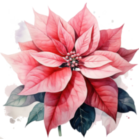 watercolor poinsettia flower isolated png