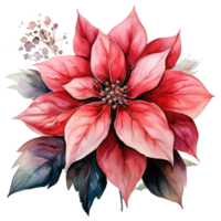 watercolor poinsettia flower isolated png