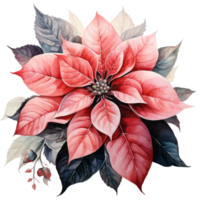 watercolor poinsettia flower isolated png