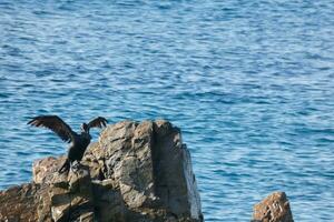 corbaranos, aves marinas en rocas cerca a el apuntalar foto