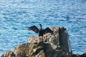 corbaranos, aves marinas en rocas cerca a el apuntalar foto