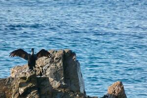 corbaranos, aves marinas en rocas cerca a el apuntalar foto