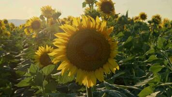 Blooming Of Sunflowers In A Field Footage. video