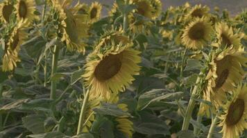 blomning av solrosor i en fält antal fot. video