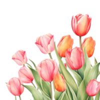 watercolor tulip background isolated png
