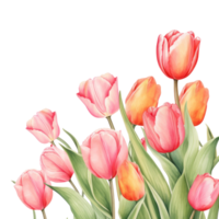 aquarelle tulipe Contexte isolé png