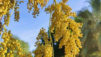 paume arbre feuilles et Soleil images. video