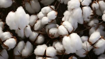 Cotton plant ready for harvesting, close-up, natural background. AI Generated photo