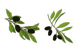 olive branches with dark black berries, hand contour drawing. vector