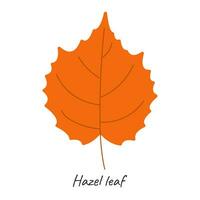 Autumn hazel leaf. Vector illustration.