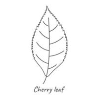 Cherry leaf outline. Vector illustration.