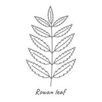 Rowan leaf outline. Vector illustration.