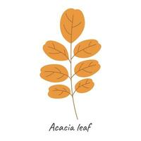 Autumn leaf of acacia. Vector illustration.