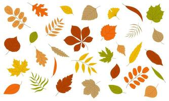 Autumn leaves set - chestnut, linden, ash, maple, oak, acacia, birch. Vector illustration.