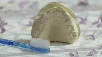 une brosse à dents et une modèle les dents sur une blanc surface video