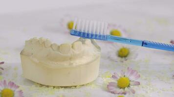 uma escova de dente e uma modelo dentes em uma branco superfície video
