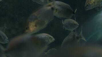 Silver fish swimming in big aquarium video