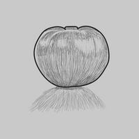 Tomato sketch vector illustration design