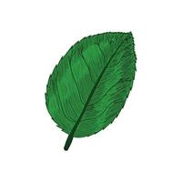 Leaf sketch Vector design