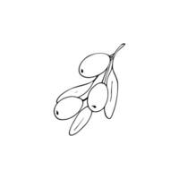 Hand-drawn olive branch with leaves and fruits. isolated vector illustration