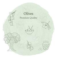 Olive branches background, olive tree, branch, olive in jar and in plate on grey background.Olive preniun quality. Isolated vector illustration