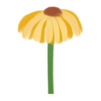 Jaune Marguerite fleur griffonnage png