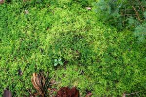 Beautiful forest ground texture close up. photo