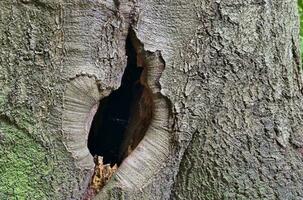 Close up at very detailed tree bark texture in high resolution. photo