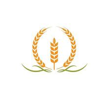 Agriculture wheat   vector icon illustration design