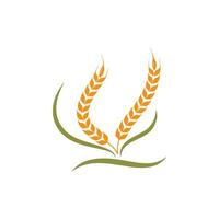 Agriculture wheat   vector icon illustration design