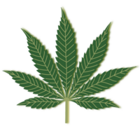 Cannabis Marihuana Blatt mit transparent Hintergrund . png