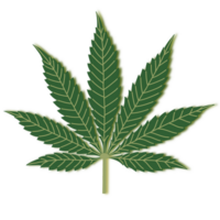 hennep marihuana blad met transparant achtergrond . png