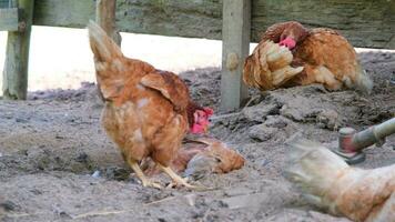 a galo anda em livremente e bicadas às a grama. galinhas comendo grãos em livre alcance Fazenda com verde grama. video