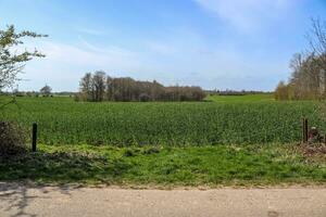 View of an agriculturally used field with green grass. photo