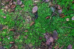 Beautiful forest ground texture close up. photo